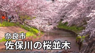 奈良・佐保川の桜並木　Cherry Blossoms in Nara, Japan.