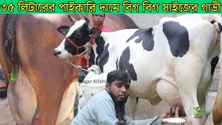 ৩৫ লিটারের ফাটাফাটি বিগ বিগ সাইজের দুধের গাভী দেখুন ! ১৮-৩৫ লিটারের মধ্যে বাচ্চা সহ দুধের গাভী কিনুন