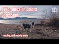 Dog TV - Virtual JANUARY Nature Walk COLOR SCALED for Dog’s Vision, RELAXING Sounds, GoPro