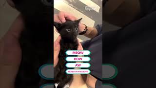 kitten makes the weirdest cutest sound 🥹🐱🗣️ #kitten #meow #cat