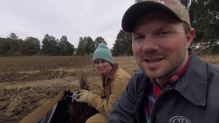 Planting our First Commercial Blueberry Bushes