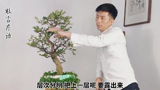 黄杨素有千年矮之称 制作起来战战兢兢 生怕剪错枝条