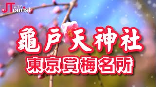 日本東京賞梅名所「龜戶天神社」， 浮世繪「江戶百景名所」之一 okyo shrine plum bossom｜雲遊客JTourist