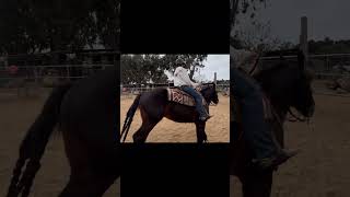 Another horse we tried.. the stirrups didn’t go up enough 😐 #horse #grade #equestrian #western