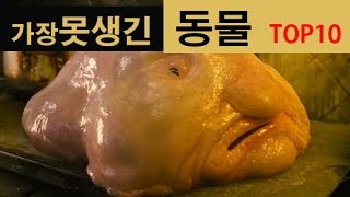 (랭킹박스) 가장 못생긴 동물 TOP 10