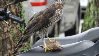 Crested goshawk 鳳頭蒼鷹 Schopfhabicht Accipiter trivirgatus