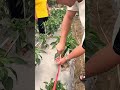 best chili farming technique to increase yield