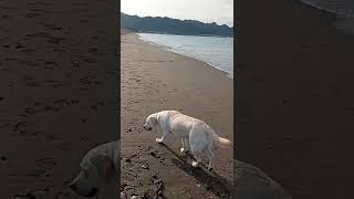 【The morning sea feels good.♪】＃Labrador Retriever 【＃ラブラドールレトリーバー】