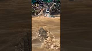 WOW... PERTARUNGAN EPIK MACAN TUTUL VS BUAYA #animals #foryou #shorts