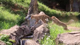 2019/05/17  やっぱり追いかけっこ five cheetah cubs  in  多摩動物公園