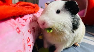 SALLY NIBBLES ON ROMAINE LETTUCE 🥬🐹💛