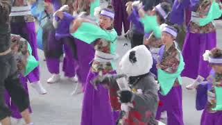 『 総踊り 』 2024年4月7日　サクラタウンよさこい2024〜春の特別祭〜