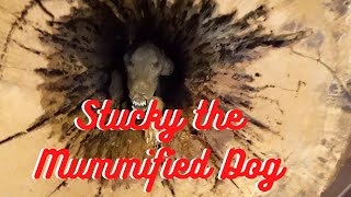 The Sad Story of Stuckie the Mummified Dog