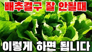 배추결구가 잘 안될때 이렇게 해주시면 배추속을 꽉차게 만들 수 있습니다.