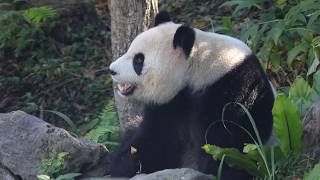 20200308 圓仔兩段式早餐 點心細嚼又慢嚥 Giant Panda Yuan Zai