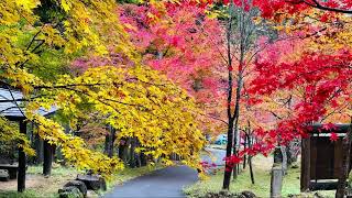 高山市国府町宇津江の四十八滝の紅葉