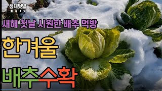 #겨울배추 #한파를 이겨낸 배추 #눈밭에-배추 #겨울채소 #봄동 #겨울텃밭 #배추수확 #배추뽑기 #속이노란배추 #폭설 #눈오리