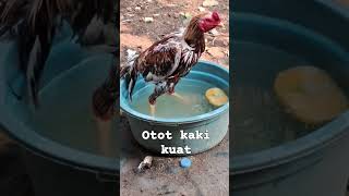 cara menguatkan otot kaki #kaki#ayam#short