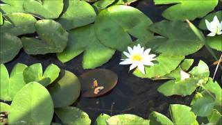 Fish in the pond at Mamayeva Sloboda, Киев/ Мамаева Слобода, Киев