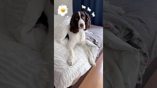 おふとん大好きなホーマー🐑🤍#イングリッシュスプリンガースパニエル #englishspringerspaniel #犬のいる暮らし