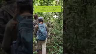 Trekking Chimpanzees In Uganda / Chimpanzee trekking In Uganda