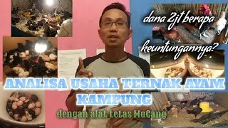 ANALISA USAHA TERNAK AYAM KAMPUNG dengan alat Tetas MuCang