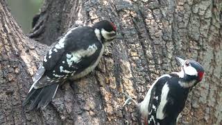 Умница поползень и два дятла / Clever nuthatch and two woodpeckers