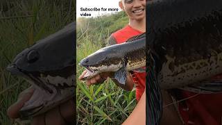 Viral !!! Haruan Sebesar Toman Di Sarawak . #viral #fishing #snakehead #gorgon #channa #shorts