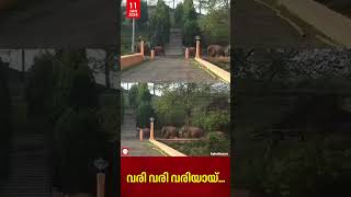 മലമ്പുഴയിൽ വീണ്ടും കാട്ടാനക്കൂട്ടമിറങ്ങി, ഇറങ്ങിയത് 30 ആനകൾ ഉൾപ്പെട്ട കൂട്ടം | Malampuzha