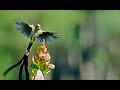 Birds Flying Over Cape Highlands | Wild Africa | BBC Earth