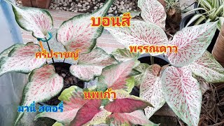 บอนสี พรรณดาว แตกต่าง จาก ศรีปราชญ์ อย่างไร นพเก้า