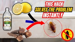 5 Natural Cockroach Repellents That Actually Works