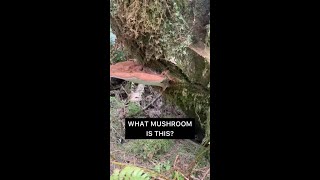 Mushroom Mode: Ganoderma applanatum