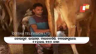 Dairy farmers selling products in market instead of giving to OMFED in Jeypore