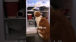 想把自己放进冰箱...#猫  #可爱 #猫咪 #萌宠 #山鸡桑