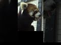 😄 watching the adorable red panda enjoy munching on bamboo shoots 看可愛的小貓熊津津有味地吃竹筍 shorts