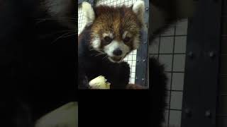 😄 Watching the adorable red panda enjoy munching on bamboo shoots 看可愛的小貓熊津津有味地吃竹筍 #shorts