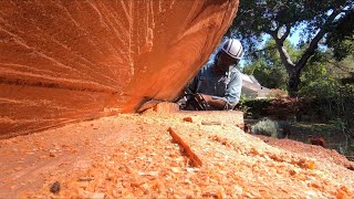 The Epic Tree Work Compilation