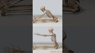 Unlock the Secret to Your Flexibility: Hip Joint Anatomy Explained!