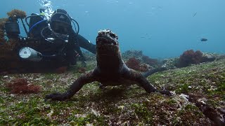 Diving with dinosaurs - The marine iguanas of Galapagos