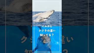 イルカとクジラの違いってなに？？