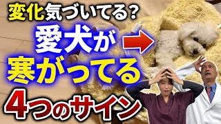 犬も○○℃以下は寒いです！飼い主が知っておくべき愛犬の正しい防寒対策を現役獣医師が解説します！【ペット/健康/病気】