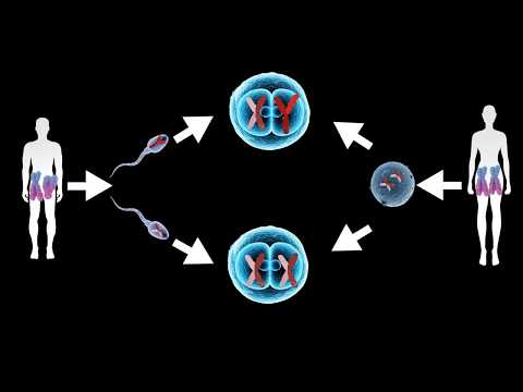 What are the factors that determine the sex of an individual?