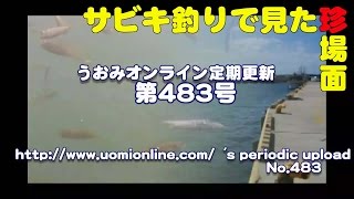 サビキ釣りで見た珍場面　西海漁港（2015/9）【水中動画の定期更新No.483】