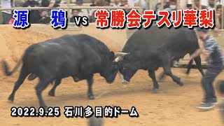 常勝会テスリ華梨 VS 源鴉　 2022.9.25 (R4) 　屋慶名闘牛組合結成大闘牛大会(石川多目的ドーム)