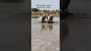 நெல் விதைப்பு முதல் அறுவடை வரை. #paddy #agriculture