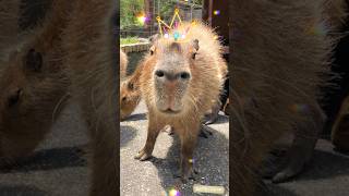 Capybara wins!