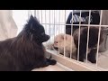 ポメラニアンの赤ちゃん2匹の成長記録②生後15日〜1か月 1 month pomeranian puppis