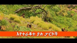 በሀገራችን የሚገኙ ብሔራዊ ፓርኮች በሰው ሰራሽ አደጋ ምክንያት እየተራቆቱ ነው፡፡ ኢቢኤስ አዲስ ነገር EBS What's New July 18, 2011