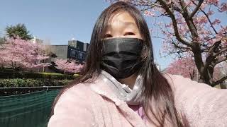 りんぐの今日の木場公園大横川沿いの満開の河津桜🌸【2023.3.3】